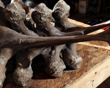 В США откопали останки мастодонта и собрали его полный скелет