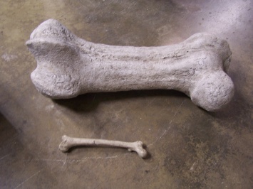 В США в Национальном парке Денали нашли первые кости динозавров