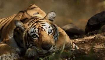 Во Владивостоке на улицы города вышел тигр