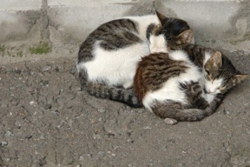 На Котовского в Одессе на глазах детей потравили дворовых кошек