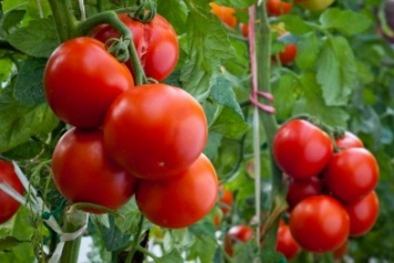 Херсонские «убыточные» помидоры отправили бойцам АТО