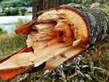 Дерево упало на мужчину на Прикарпатье