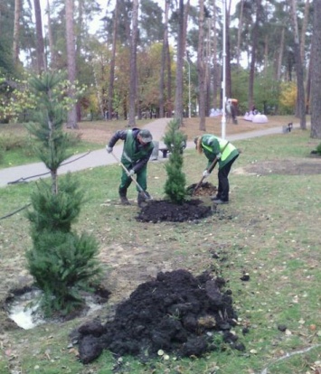 В Киеве посадили 6 тысяч молодых деревьев