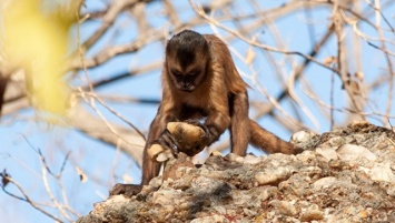 Открыты обезьяны, изготовляющие каменные орудия труда