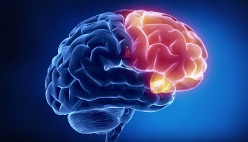 Ученые: Мозг раскладывает плохие и хорошие эмоции "по полочкам"