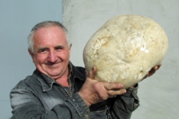 В посадке под Мелитополем нашли гигантский гриб (фото)