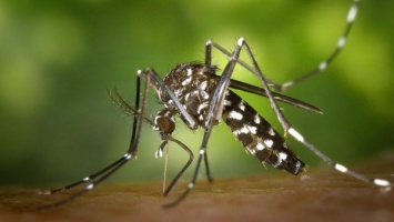 В Великобритании впервые обнаружили яйца комаров, передающих вирус Зика