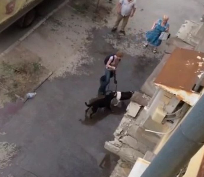 Жительница Омска спасала свою собаку от питбуля саперной лопатой