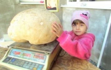Легко можно было перепутать с тыквой: в Запорожской области нашли гриб-дождевик весом свыше 6 кг