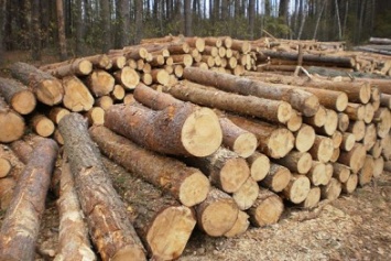 На Черниговщине под видом больных сухостоя вырубили 700 кубометров здорового леса