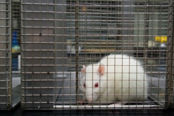 Ученые выяснили, что мыши ощущают боль друг друга