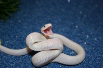 Ученые рассказали, почему у змей нет конечностей