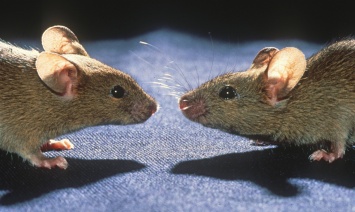 Нейробиологи нашли в «речи» мышей синтаксис