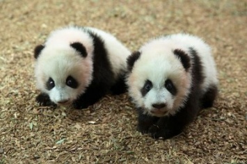 В зоопарке Торонто отпраздновали первый день рождения панд близнецов