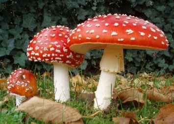 Осторожно: ядовитые грибы на Днепропетровщине!