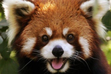 В США показали очень редких красных панд