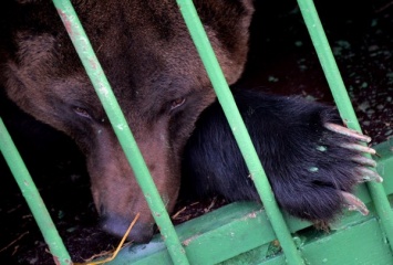 В Кемерово медведь отгрыз руку пьяной женщине