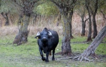 В Одесской области начали разводить водяных буйволов - экологии ради