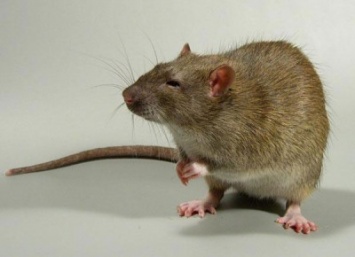 Ученые рассказали, как крысы распространялись по миру