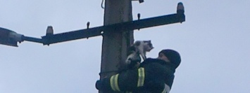 В Днепре пожарные спасли котенка, который взобрался на столб