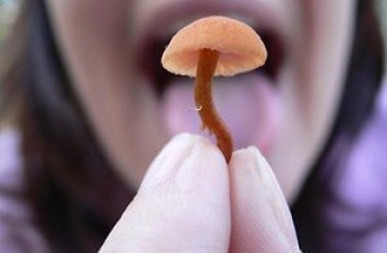 В Запорожской области девочка отравилась грибами