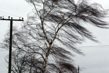 В Мариуполе шквальный ветер оборвал электросети и повалил деревья