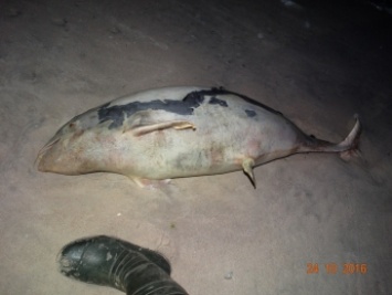 В Кирилловке на берегу нашли мертвого дельфина из Красной книги (фото)