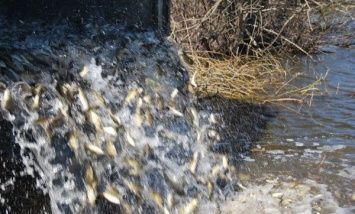В пруду Запорожской АЭС появился враг водорослей