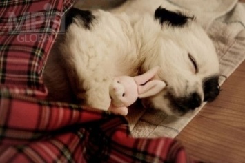 Тайна раскрыта: есть теория о том, от чего собаки во сне скулят и дергают лапками