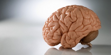 С годами на мозге человека появляются морщины - ученые