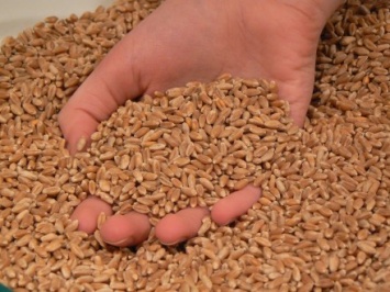 Эксперт рассказал о рисках роста контрабандного рынка зерна, связанные с законодательными пробелами по сертификации