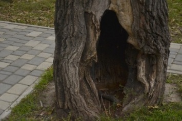 Пустотелое дерево грозится повалиться на одесситов в парке Шевченко (ФОТО)