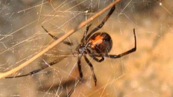 Почему нельзя убивать пауков: легенды и суеверия
