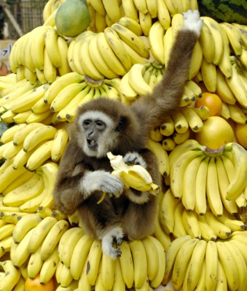 7 жизненных проблем, от которых можно избавиться при помощи двух бананов!