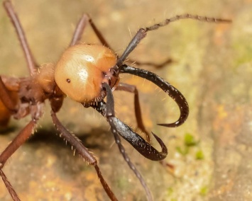 Геном муравьев раскрыл происхождение Панамского перешейка