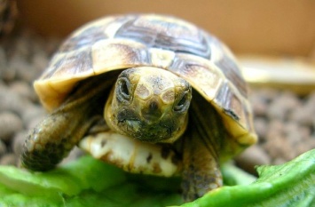 Ученые: Черепахи способны обучаться