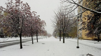 Снегопад под Киевом повалил десятки деревьев (фото)