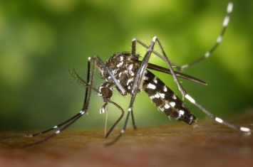 Ученые в Бразилии специально выращивают комаров с вирусом Зика