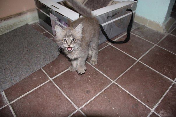 В Киеве ищут дом котенку, которого оставили в метро