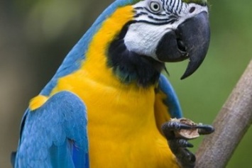 В Кувейте попугай рассказал жене об измене мужа с горничной