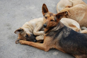 В Запорожской области чиновники запутались в подсчете бездомных собак