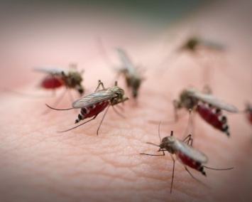 В Бразилии открыли лабораторию по производству комаров-переносчиков вируса Зика