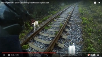 В Днепре связанную собаку спасли от гибели на рельсах (видео)