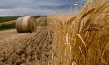 Китай выделил один миллиард на закупку украинского зерна