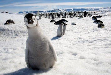 РФ согласилась на создание крупнейшего морского заповедника в Антарктике