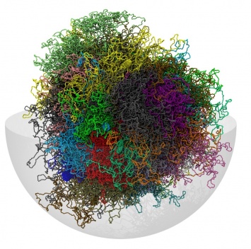Ученые из института SISSA создали 3-D модель генома человека