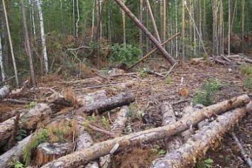 В Славянском районе обнаружена незаконная рубка полезащитной лесополосы
