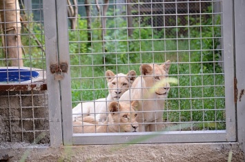 Питомцы зоопарка в Баку живут и размножаются, несмотря на проливные дожди и недостаток территории