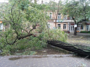 С ноября в Одессе начнут обрезать высокие деревья