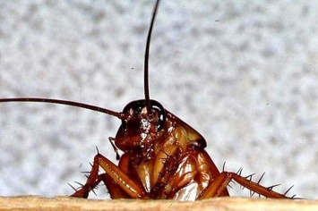 Ученые: Тараканы приносят людям огромную пользу